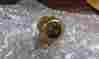 1210k33 Brass Glass Sight Easy-to-see With Reflector Max Visibility 1 2 Npt