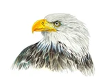 Bald Eagle Usa High Quality Art Decal Truck Car Boat Cooler Cup Wall Mailbox. Fixed Price $14.95.